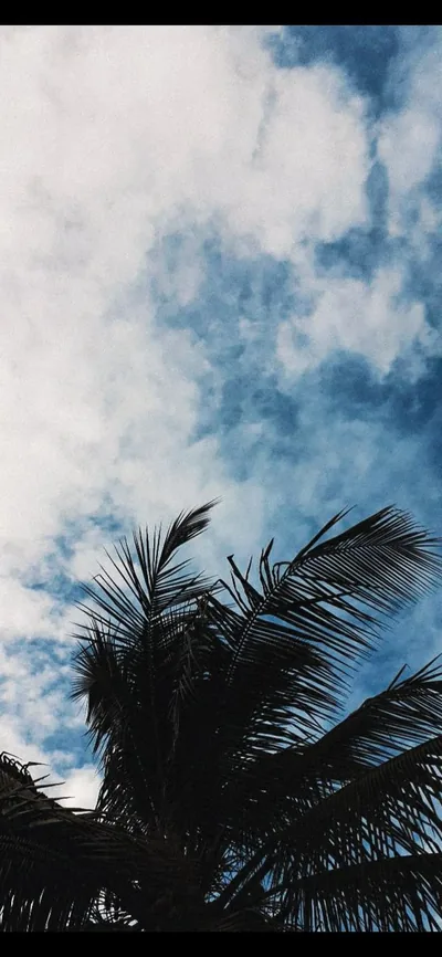 Dark palm fronds crowd the bottom edge under a grainy blue sky, the faded film tone leaving the upper half free for a phone clock.