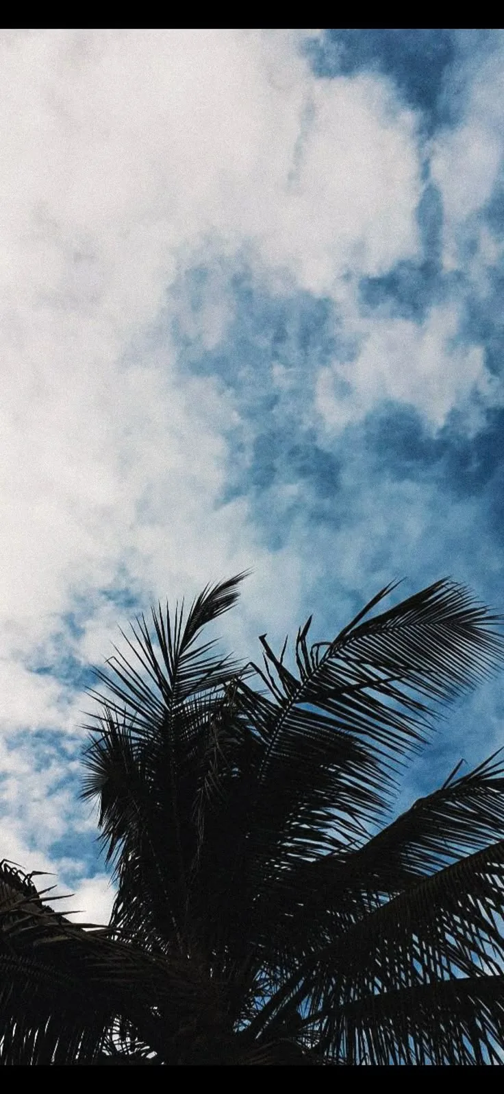 Dark palm fronds crowd the bottom edge under a grainy blue sky, the faded film tone leaving the upper half free for a phone clock.