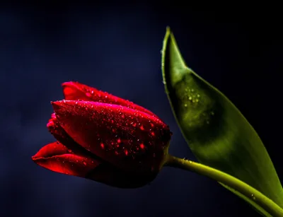 A single red tulip stands beside one green leaf, both beaded with water against a deep blue-black backdrop.