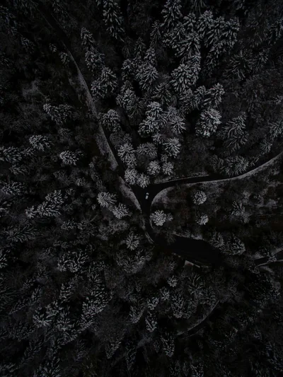 Looking straight down at pine forest dusted with snow, a pale road curving through the trees near the middle of a tall frame.