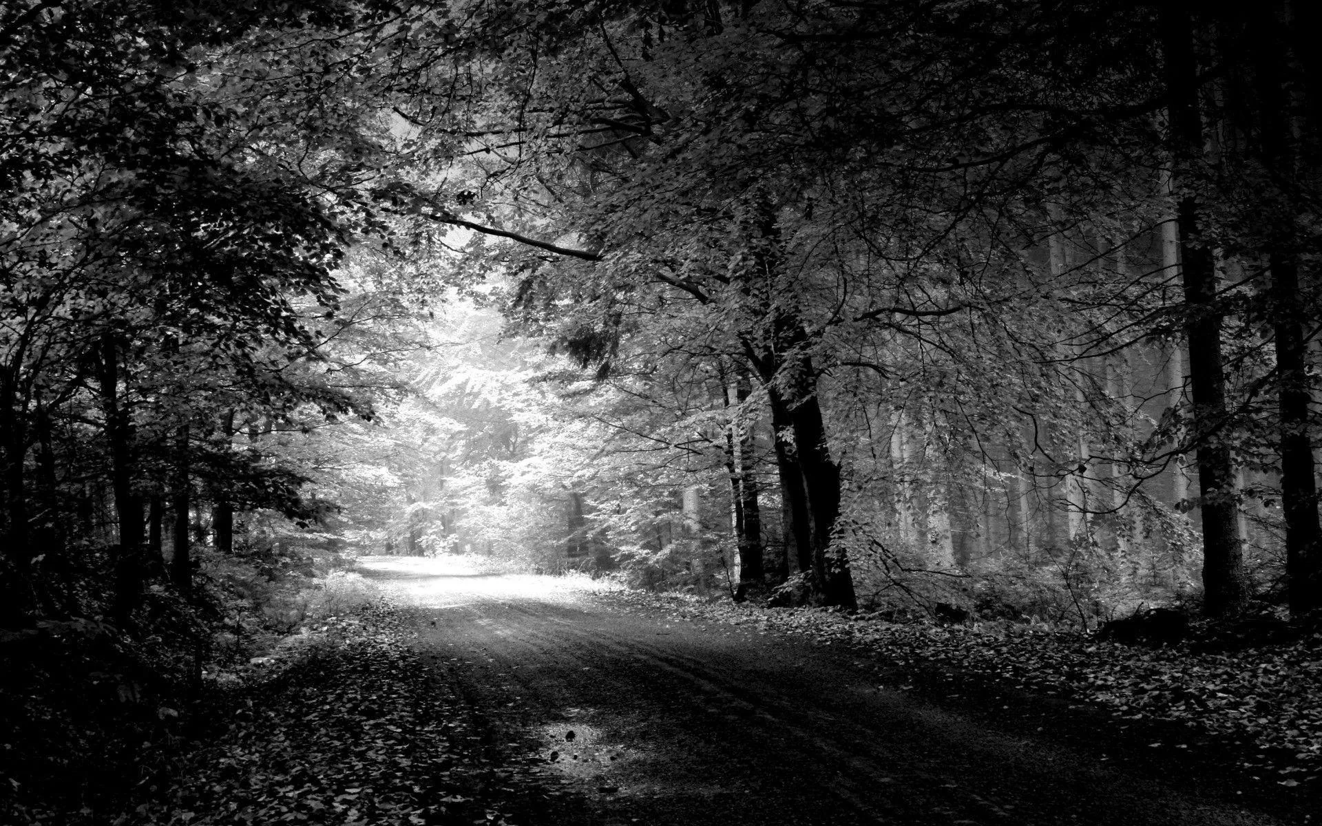 An unpaved road curves away between heavy trees in monochrome, leaves banked along the verge and the only bright light waiting at the far bend.