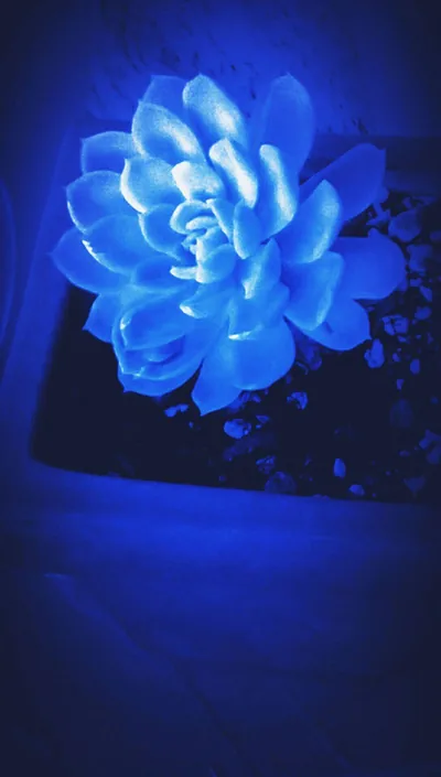 A white succulent bloom glows under strong blue light in the upper half, the pot and table falling into a soft black vignette below it.