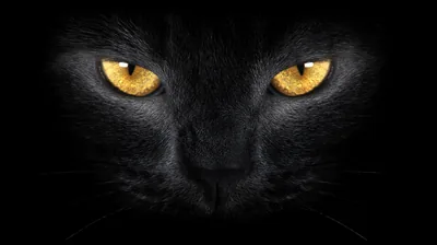 Only the eyes, nose and a hint of muzzle survive the darkness here, two amber irises glowing at centre while the frame stays true black at the edges.