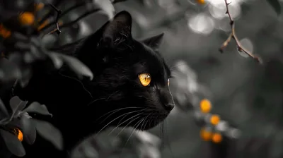 A black cat looks right through a bush of desaturated leaves, its single amber eye and the scattered orange berries the only colour left.