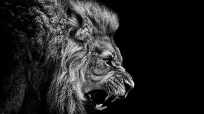 A lion roars in profile against solid black, its mane and teeth picked out in sharp monochrome.