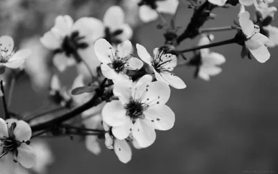 Five-petalled blossoms open along a dark branch, the background thrown far out of focus into flat grey bokeh.