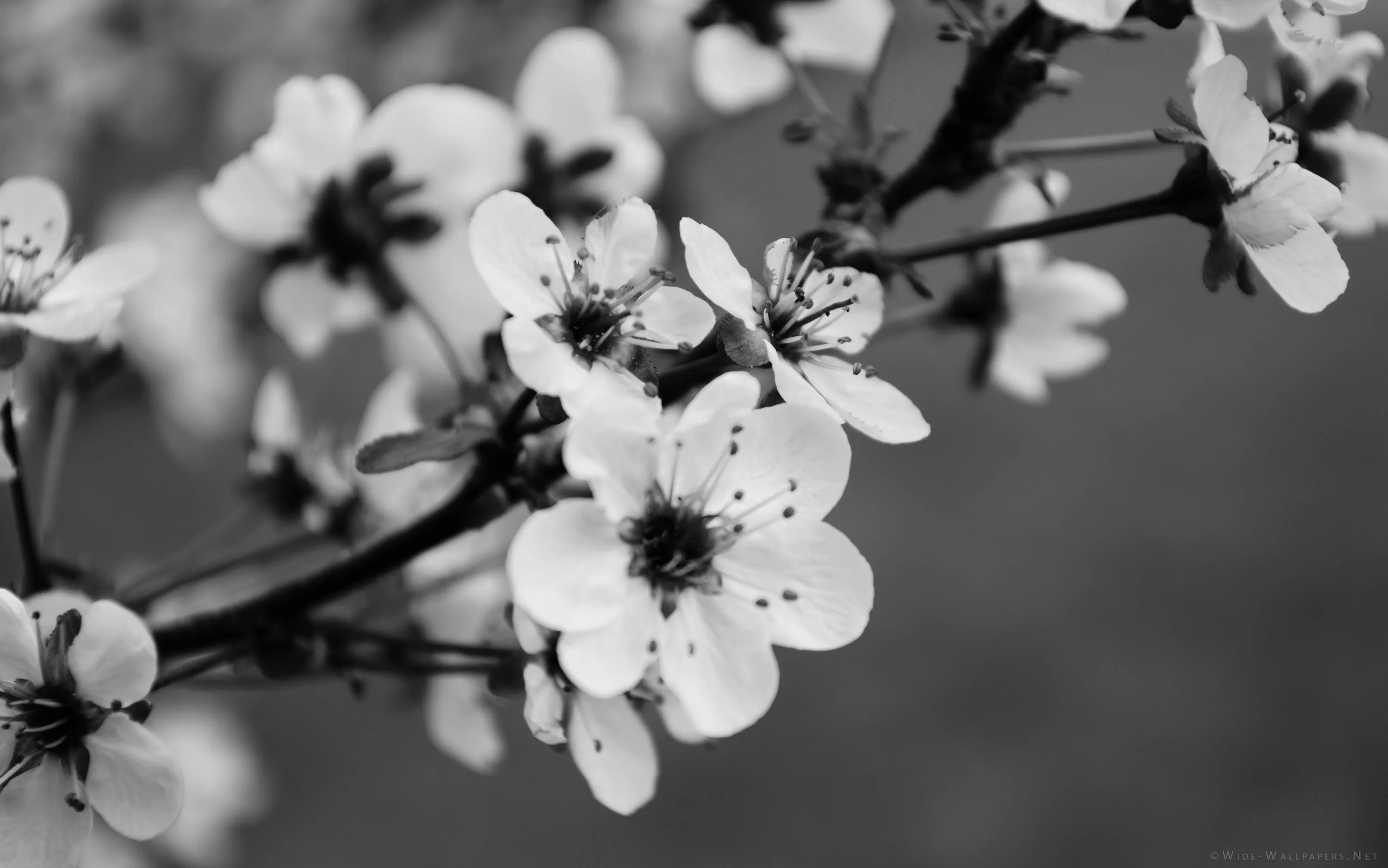 Five-petalled blossoms open along a dark branch, the background thrown far out of focus into flat grey bokeh.