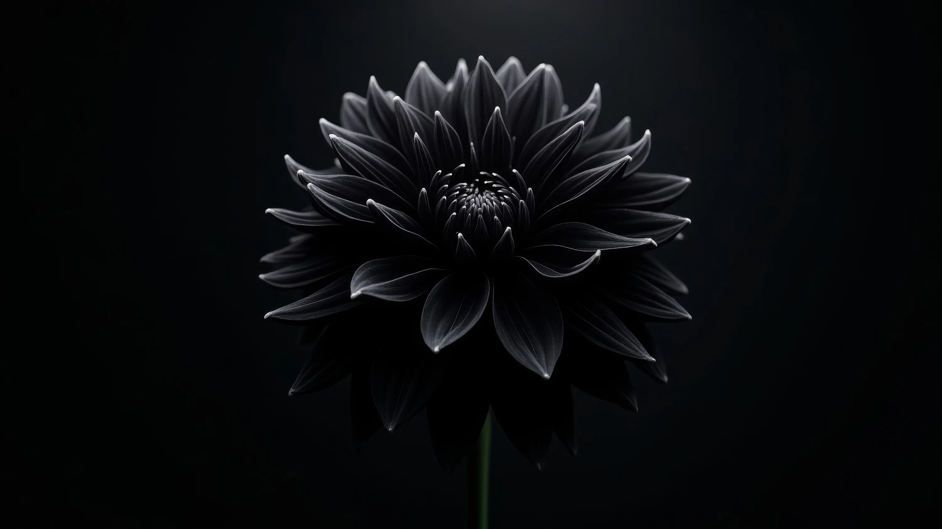 A single dahlia opens in the middle of an empty black field, its pointed petals fanning out in even rings above a thin bare stem.