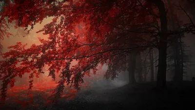 Crimson leaves hang over a dark forest path while mist settles between the trunks, the far end of the trail lost in grey.