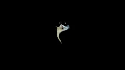 A single curl of white flame burns near the centre of the frame, everything around it dropping to solid black.