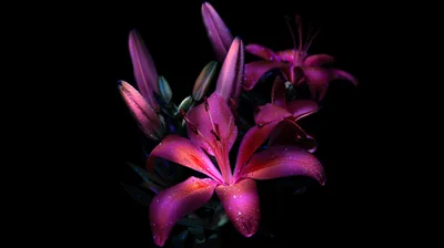 Three magenta lilies and a row of closed buds catch a hard side light, water beads sitting on the petals and everything beyond them unlit.