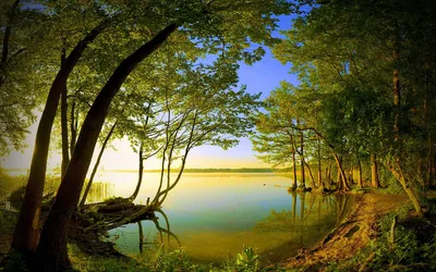 Leaning trunks and their canopy make a natural frame around calm water at golden hour, exposed roots winding into the right-hand bank.