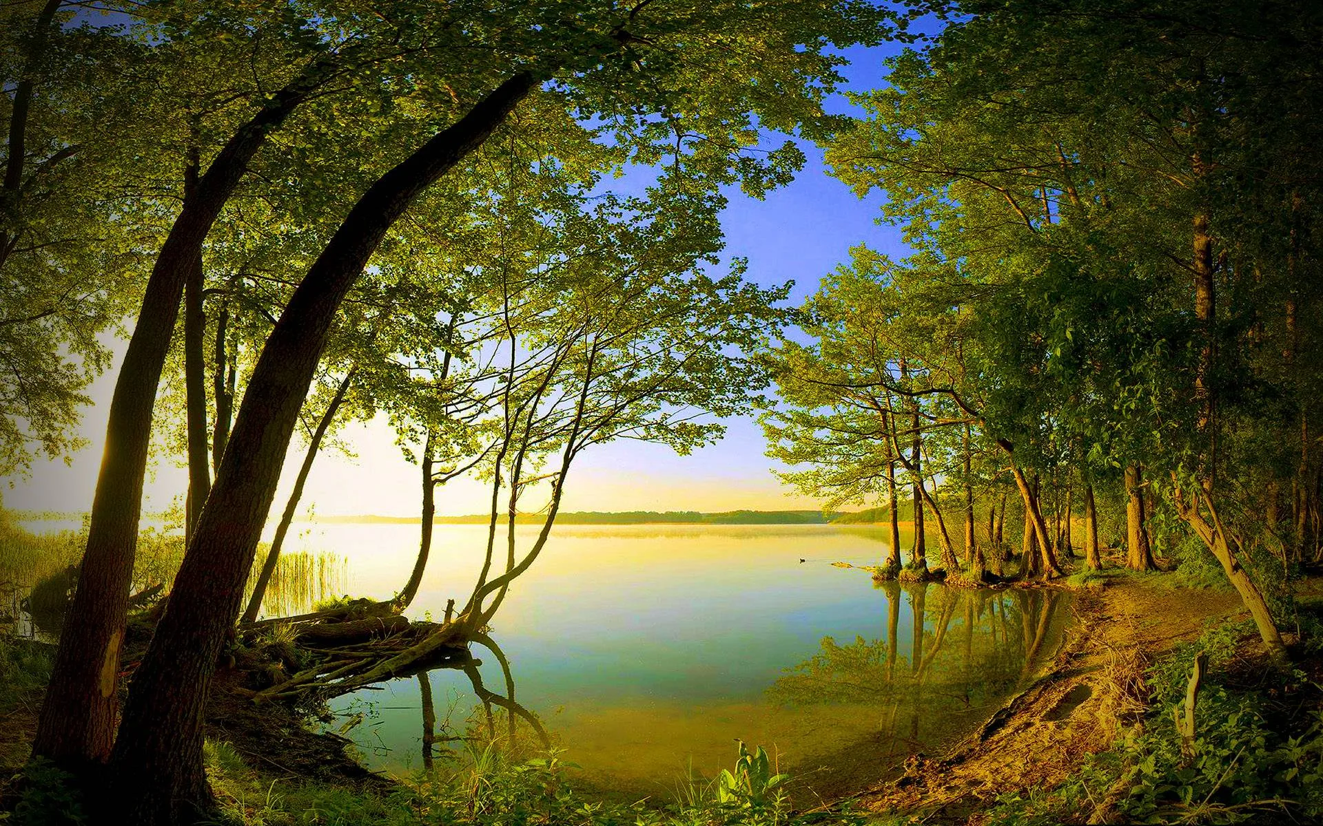 Leaning trunks and their canopy make a natural frame around calm water at golden hour, exposed roots winding into the right-hand bank.