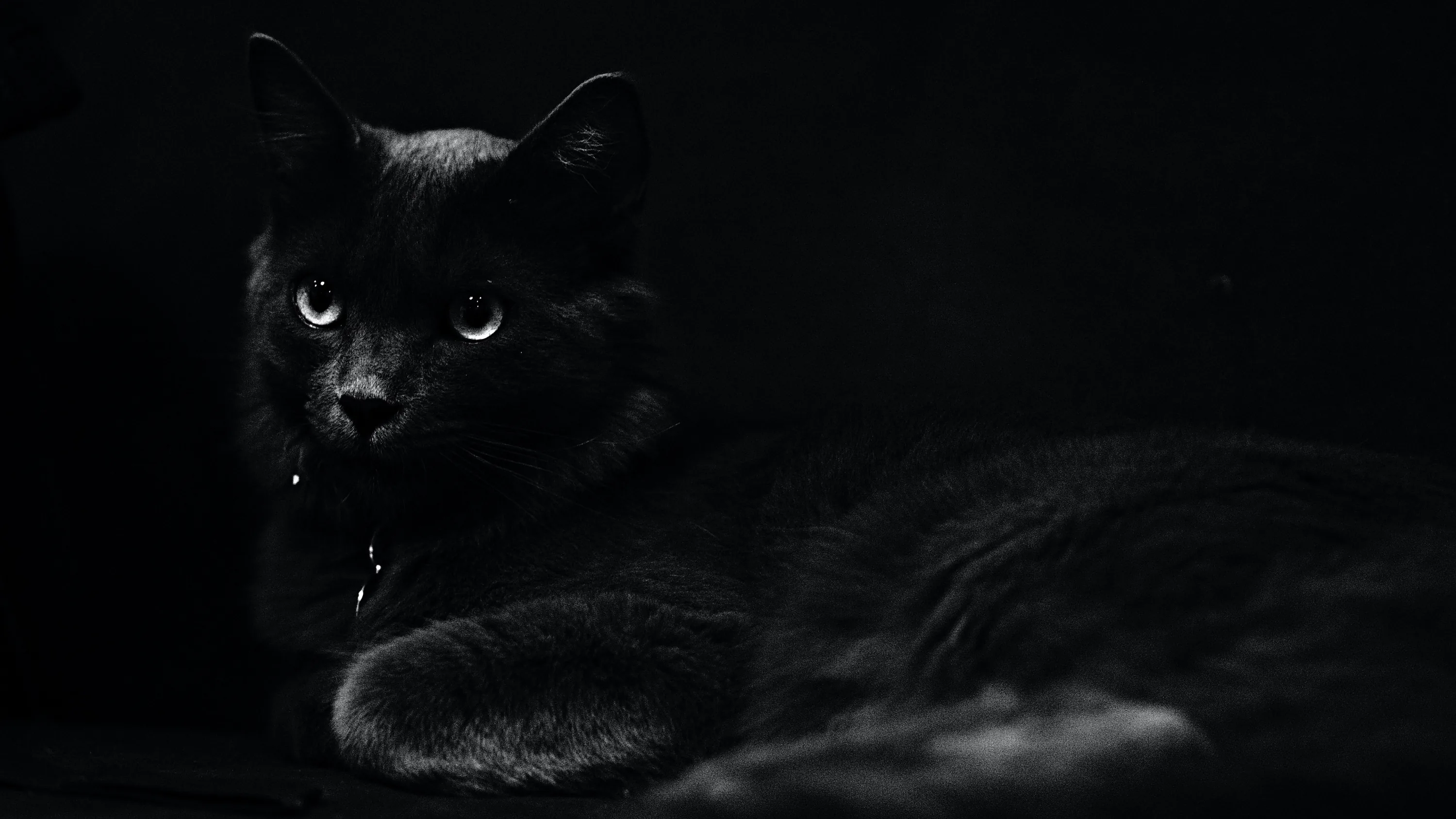 A monochrome frame where a cat rests with one paw forward, its eyes and the ridge of its shoulders barely lifted out of near-black grey.