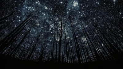 Shot straight up through a stand of bare trunks, branches converging toward a sky packed edge to edge with white stars.