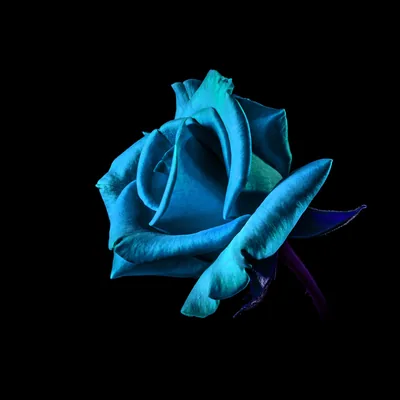 A single rose in blue and turquoise sits against true black, one leaf turning violet where the light drops away at the lower right.