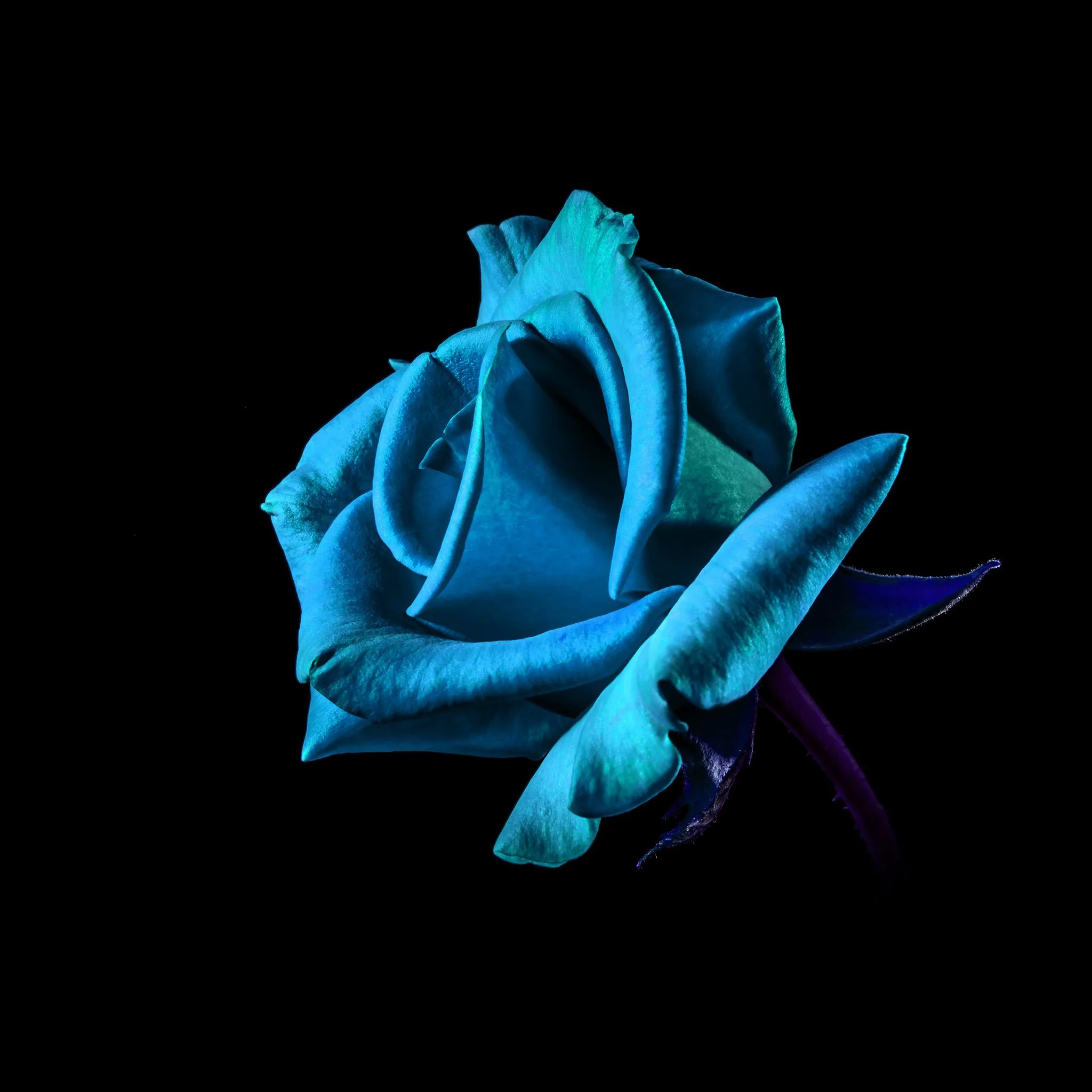 A single rose in blue and turquoise sits against true black, one leaf turning violet where the light drops away at the lower right.