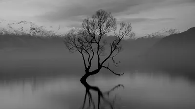 A bare willow grows straight out of glassy water, its branches and the snow-dusted range behind it doubled in a near-perfect reflection.