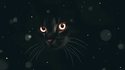 A black cat looks straight into the lens through drifting flakes and bokeh, its orange eyes and long whiskers standing out from the deep teal night.