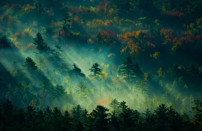 Telephoto beams rake across a fog-filled valley of autumn colour, the silhouetted pine tops along the bottom edge sitting close to true black.