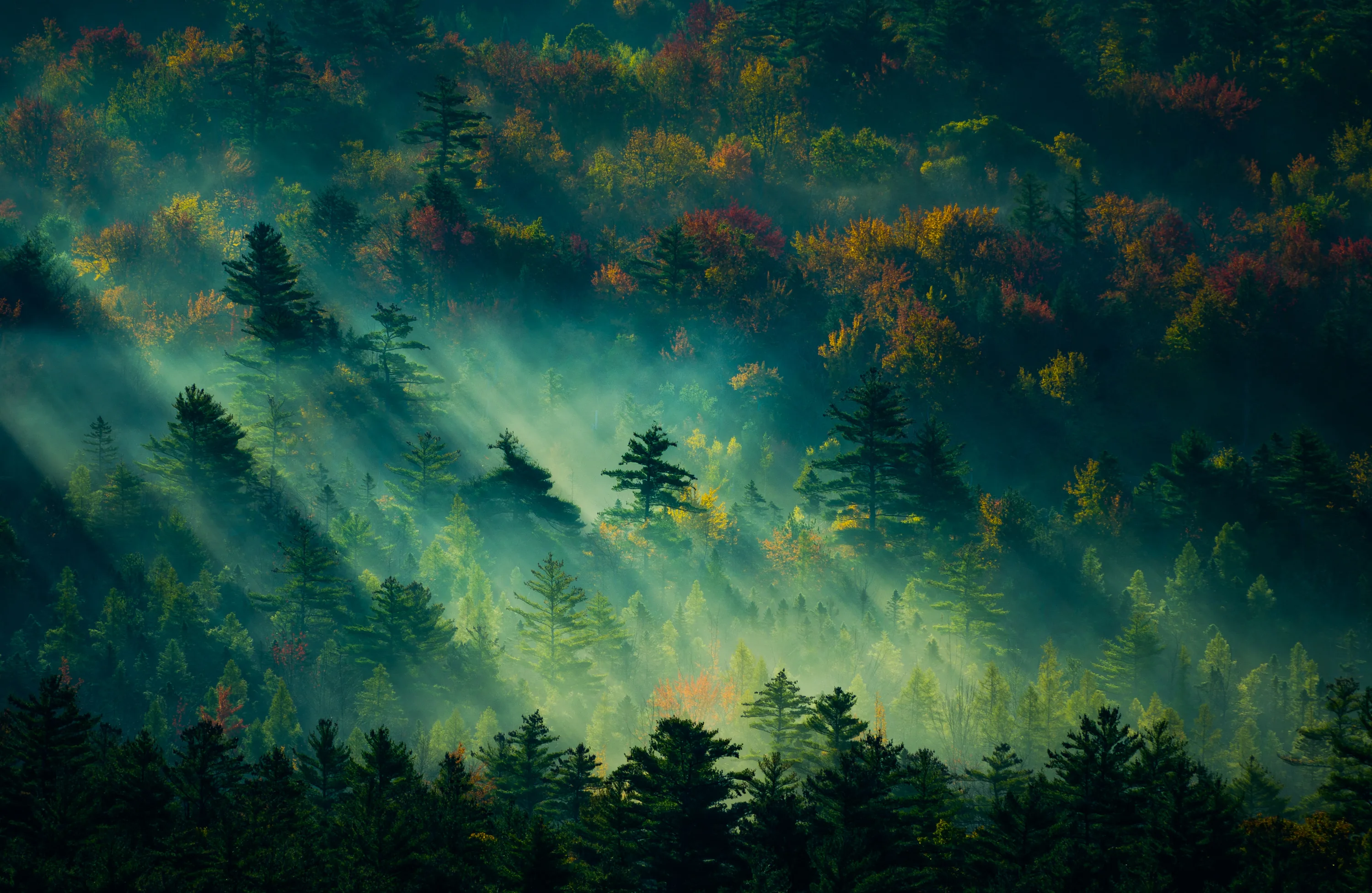 Telephoto beams rake across a fog-filled valley of autumn colour, the silhouetted pine tops along the bottom edge sitting close to true black.