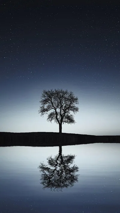 A single bare tree stands on a low ridge under a star-scattered blue night sky, its shape mirrored exactly in the flat water below.