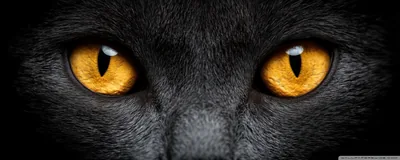 A very wide letterbox crop holding two burning orange eyes with slit pupils, grey fur textured across the brow and the muzzle fading below.