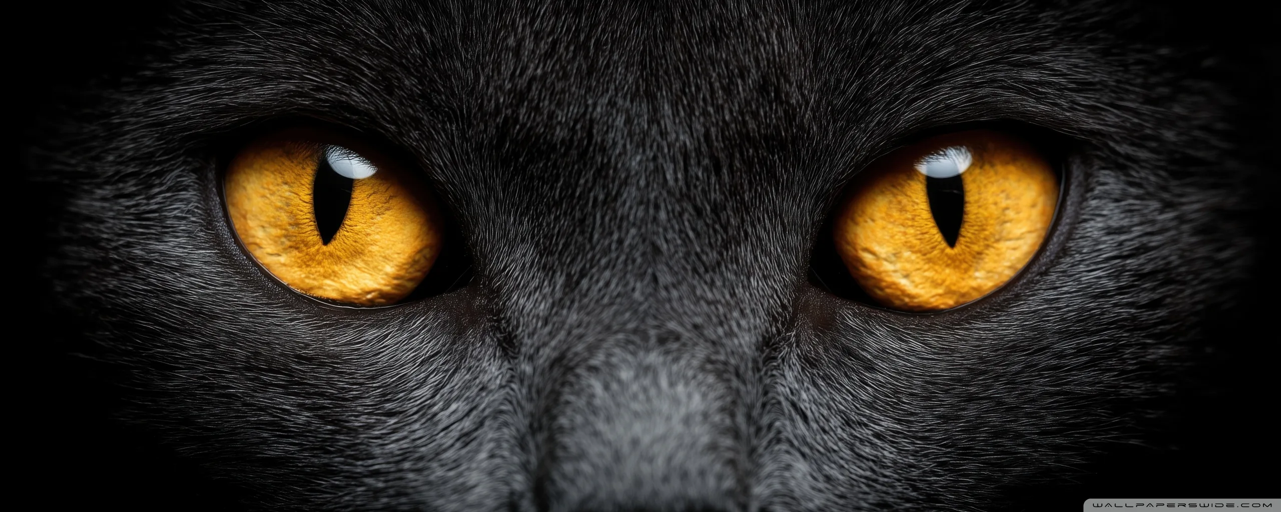 A very wide letterbox crop holding two burning orange eyes with slit pupils, grey fur textured across the brow and the muzzle fading below.