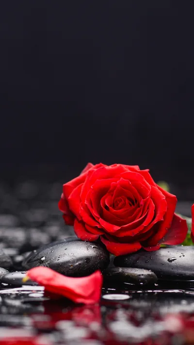 A single red rose rests on wet black pebbles, loose petals scattered around it and the surface still shining.