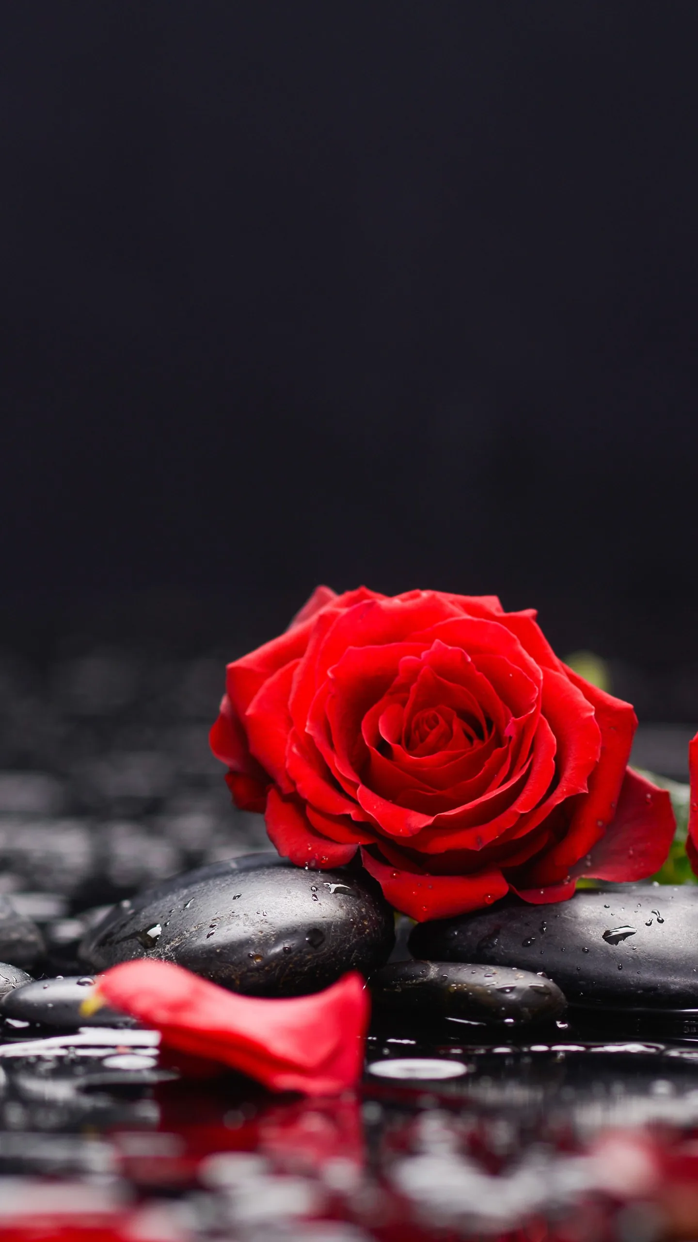 A single red rose rests on wet black pebbles, loose petals scattered around it and the surface still shining.