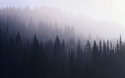 Rows of spruce fade into thick fog on a hillside, the nearest trees almost black and the far ridge dissolving into pale lavender.