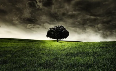 One broad tree stands alone on bright grass while a black storm sky presses down across the top of the frame.