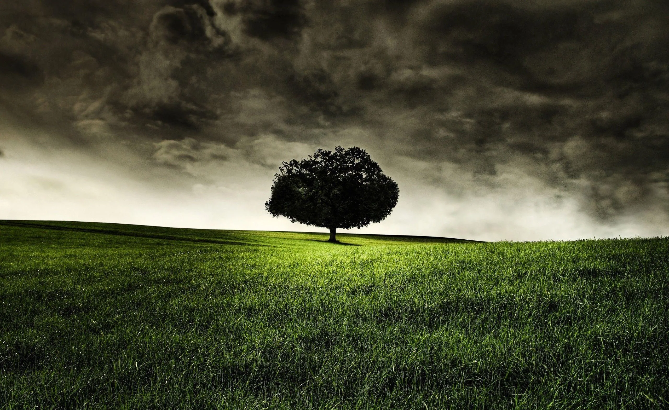 One broad tree stands alone on bright grass while a black storm sky presses down across the top of the frame.