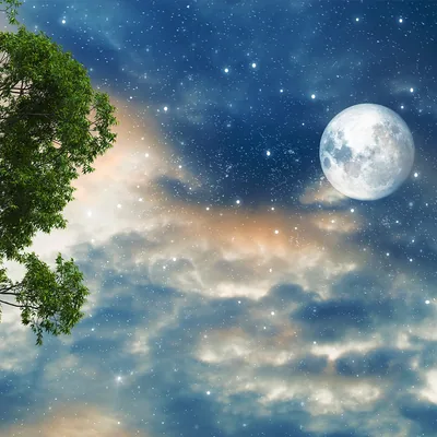 A leafy branch reaches in from the left toward a full moon set in star-scattered clouds, painted in soft blues and cream.