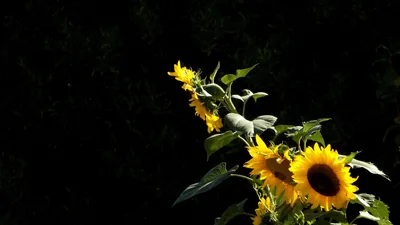A sunflower stalk climbs from the bottom right corner with three open heads, the woods behind it reduced to solid black.