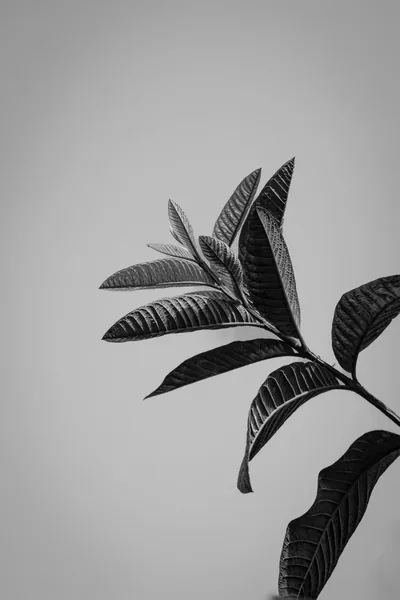 A single branch of long ribbed leaves reaches in from the right, shot in monochrome against a plain pale grey sky.