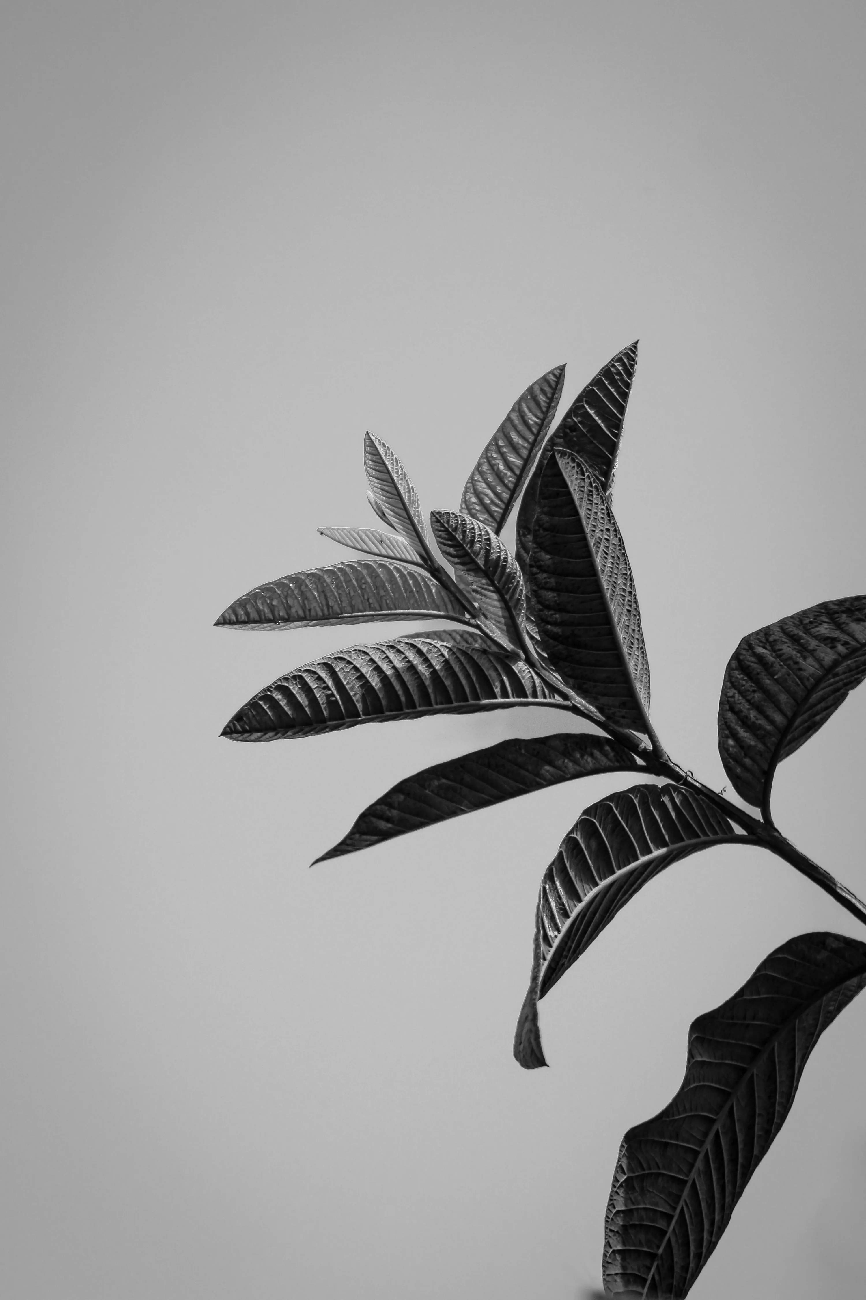 A single branch of long ribbed leaves reaches in from the right, shot in monochrome against a plain pale grey sky.