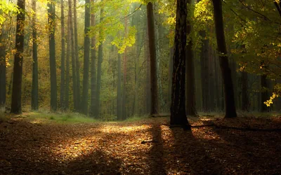 Golden leaves crown a stand of dark trunks while long shadows cross a floor of brown litter, the dim foreground suited to OLED screens.