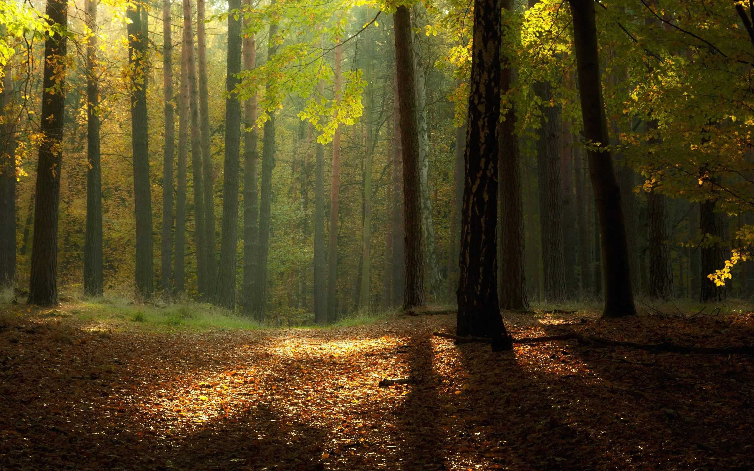 Golden leaves crown a stand of dark trunks while long shadows cross a floor of brown litter, the dim foreground suited to OLED screens.