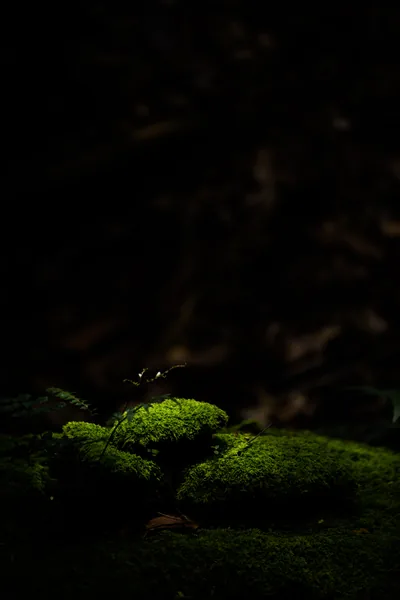 Moss-covered stones catch a shaft of daylight at the bottom of the frame while the upper two-thirds stays almost black, clear space for a lock-screen clock.