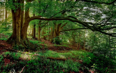 One long limb reaches from a gnarled beech across the whole frame, evening light warming the trunks while shade pools along the bottom edge.