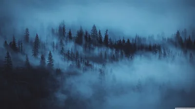 Fog drifts through a hillside of pines in cold blue tones, the far treeline dissolving into cloud.