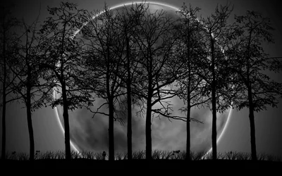 Thin bare trees stand pitch black against a moon so large its bright rim arcs over the whole canopy, all in grainy monochrome.