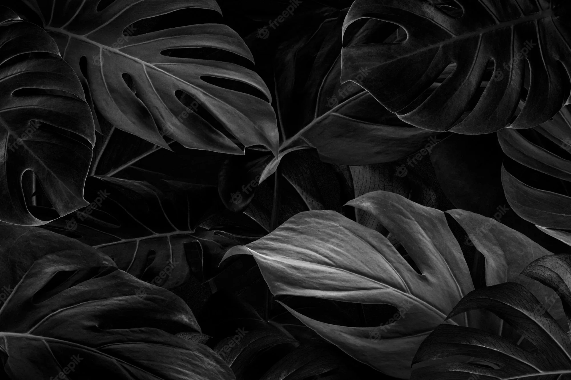 Split monstera leaves overlap tightly in near-black green, a low side light catching only the raised veins and curled edges.