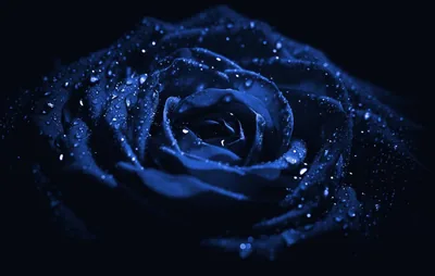 Water droplets bead across every petal of a midnight blue rose that fills the frame, the highlights falling on the right while the corners go black.