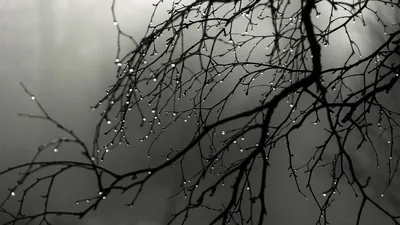 Beaded rain clings to thin bare twigs sweeping in from the upper right, the fog behind them a flat grey that keeps the left edge clear.