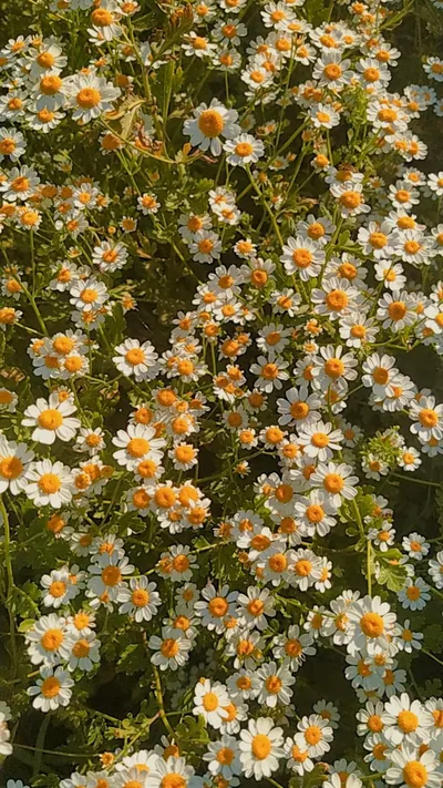 Hundreds of small white daisies with orange centres pack every inch in warm evening light, a repeating texture that hides smudges on a phone screen.