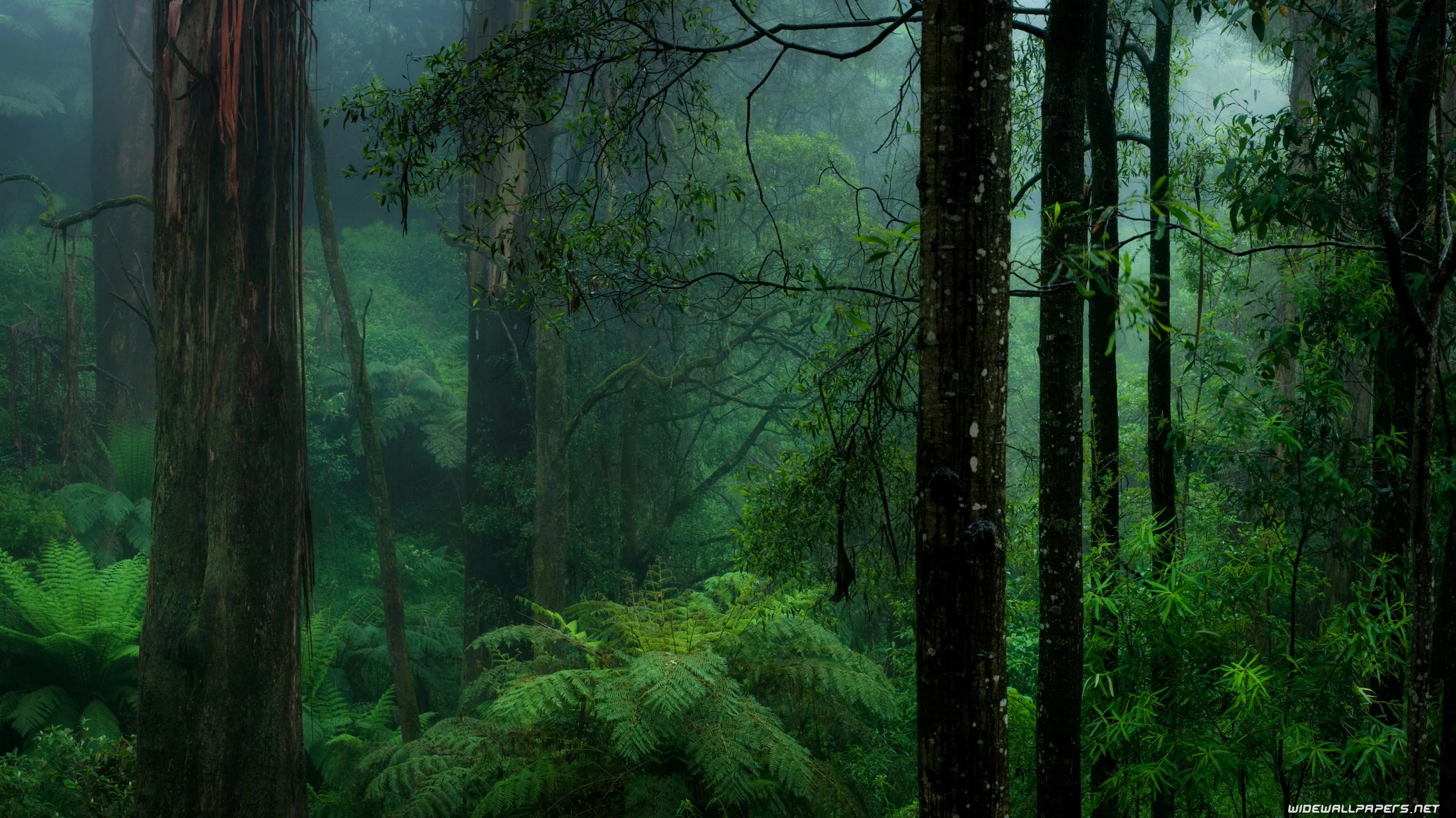 Straight eucalypt trunks stand nearly black against dim blue-green mist, ferns catching what little light remains — a dark frame suited to OLED screens.