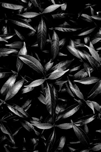 Long narrow leaves overlap across the whole frame, light catching only the topmost blades while the gaps behind fall to black.
