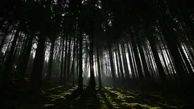 Tall trunks stand in silhouette while a shaft of light reaches the mossy floor at the centre of the clearing.